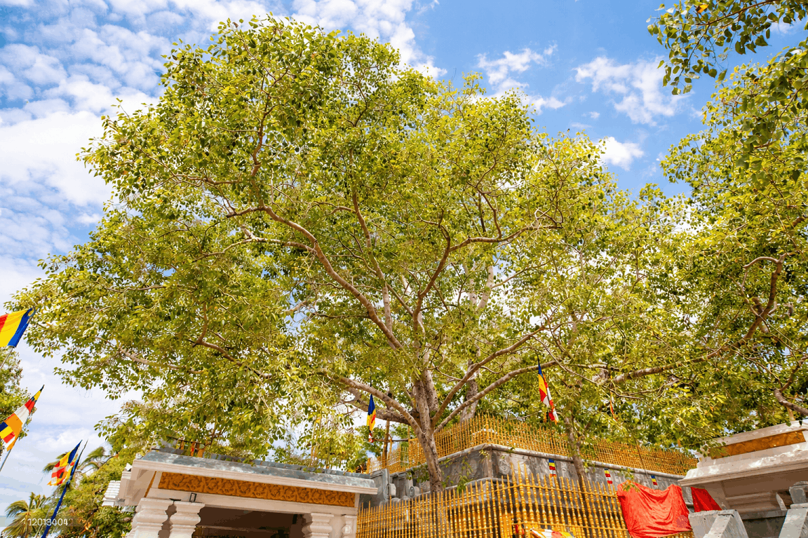 Sri Maha Bodhi placeholder