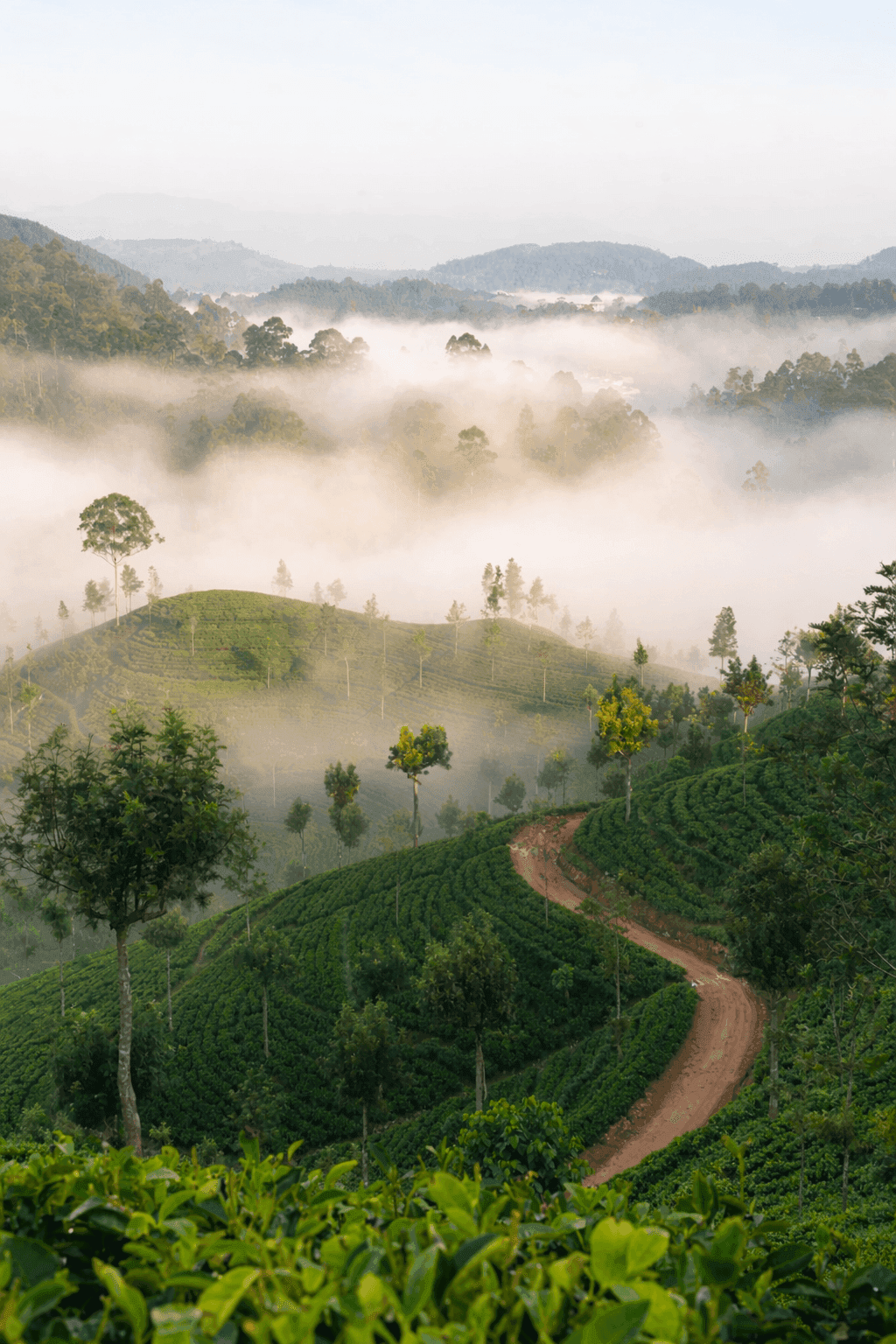 Tea estates placeholder
