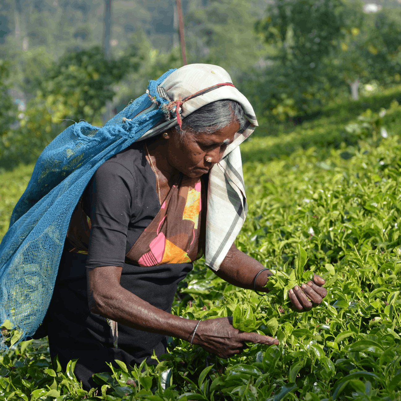 How a Blight Built an Empire