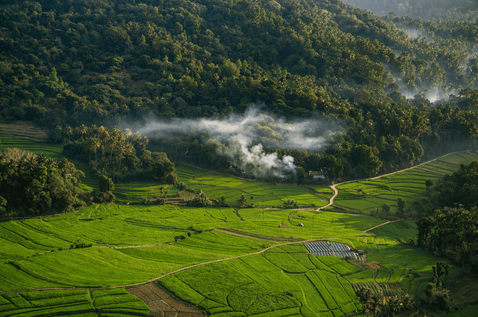 Paddy fields in Sri Lanka